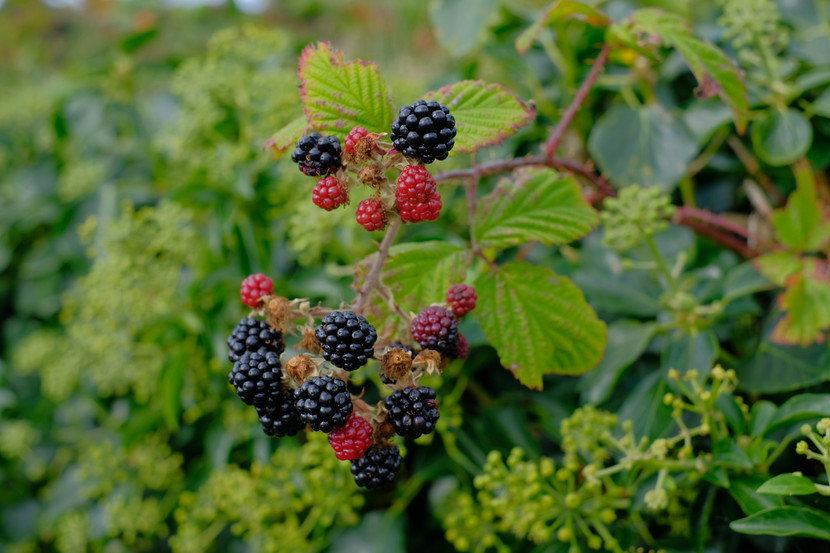 The hedgerows are full of blackberries in early autumn.