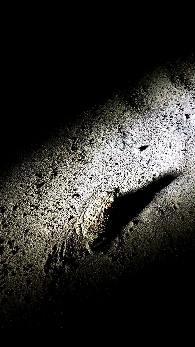 photo of a Natterjack toad taken at nighttime with a torch highlighting these nocturnal creatures