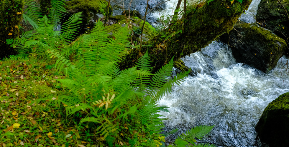 Streams and rivers flowing strongly in autumn