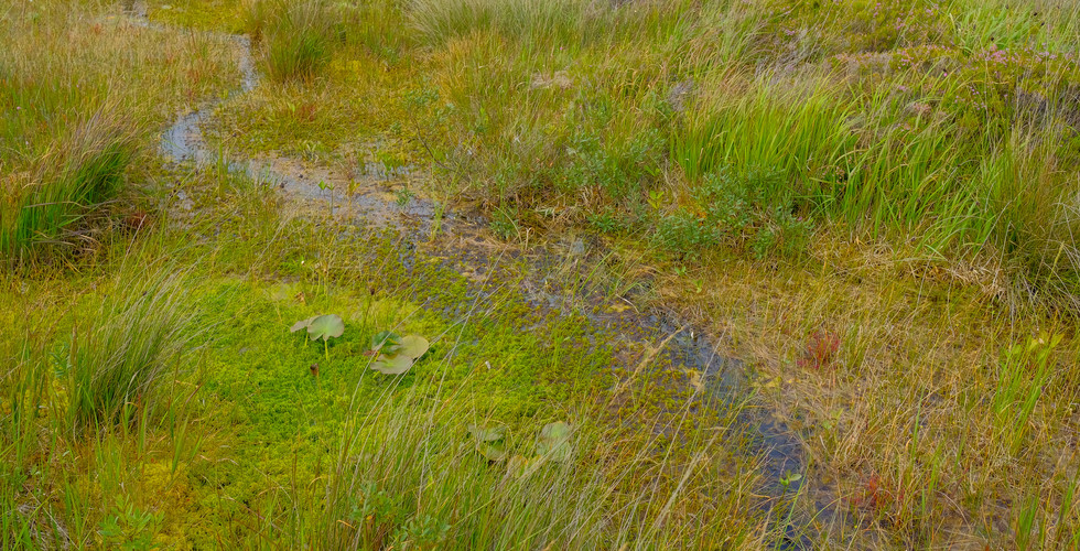 Photo of a very wet waterlogged field, a blanket bog surface water flow.
