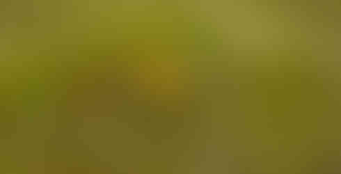 Close up of a small mound or lump in a waterlogged field, this is a blanket bog hummock.