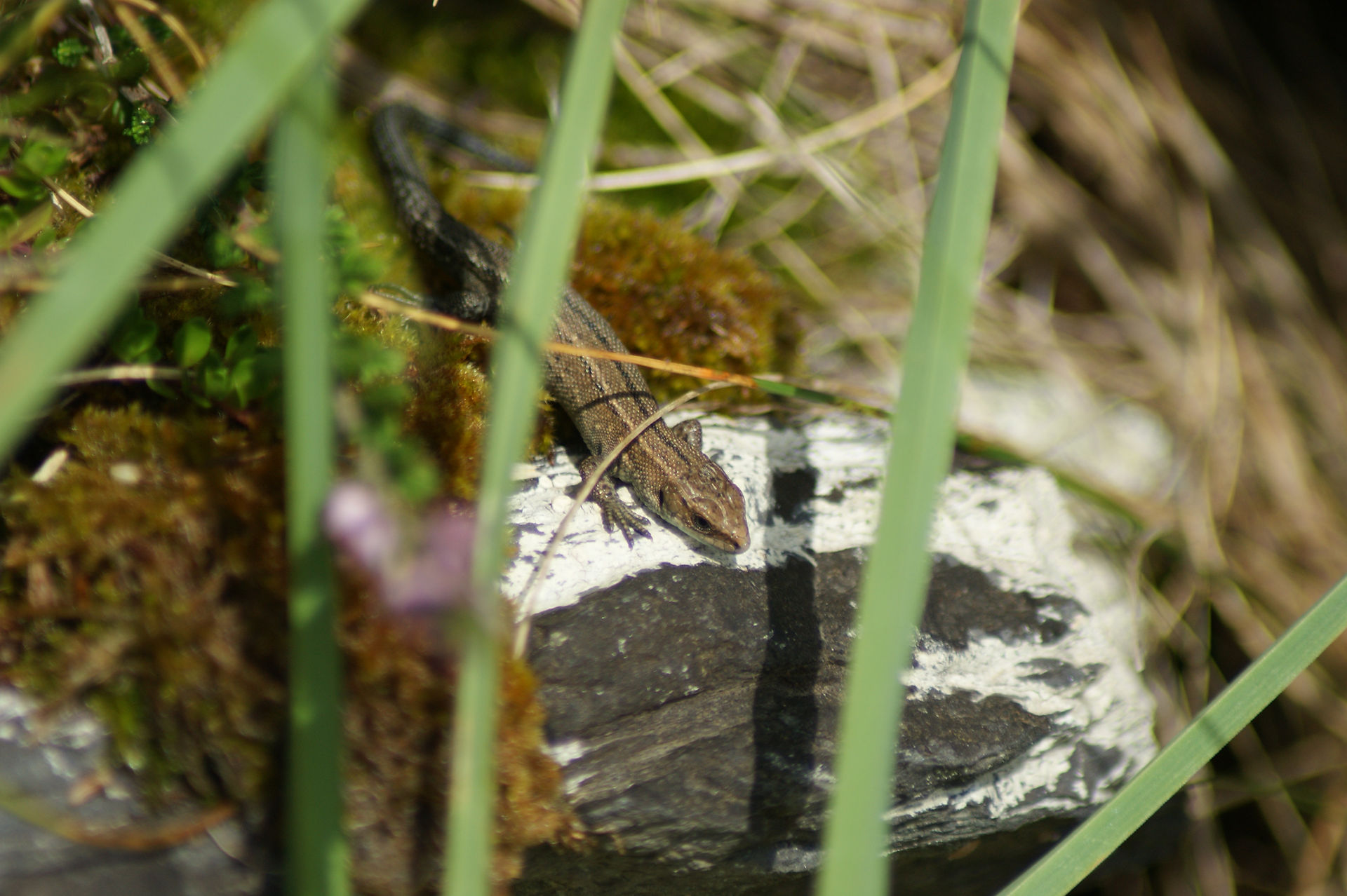 A Lizard, variagated green and brown in coloursunning itself on an old stone wall