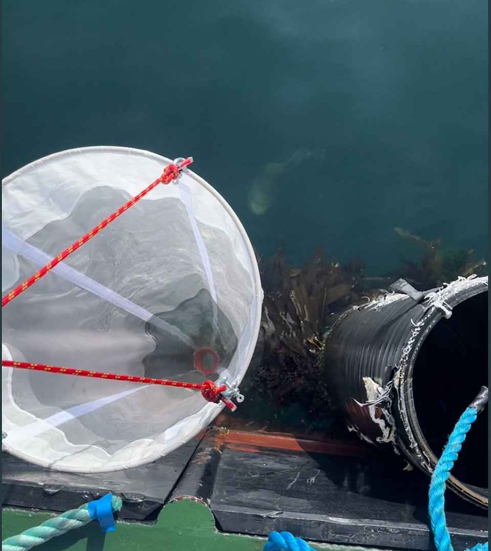 Plankton net dropped into sea