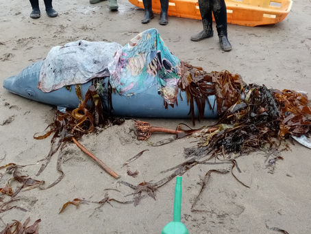 Live strandings of whales and dolpins