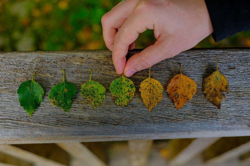 Downy birch is very common across Iveragh and begins its fantastic leaf colour transition in autumn.