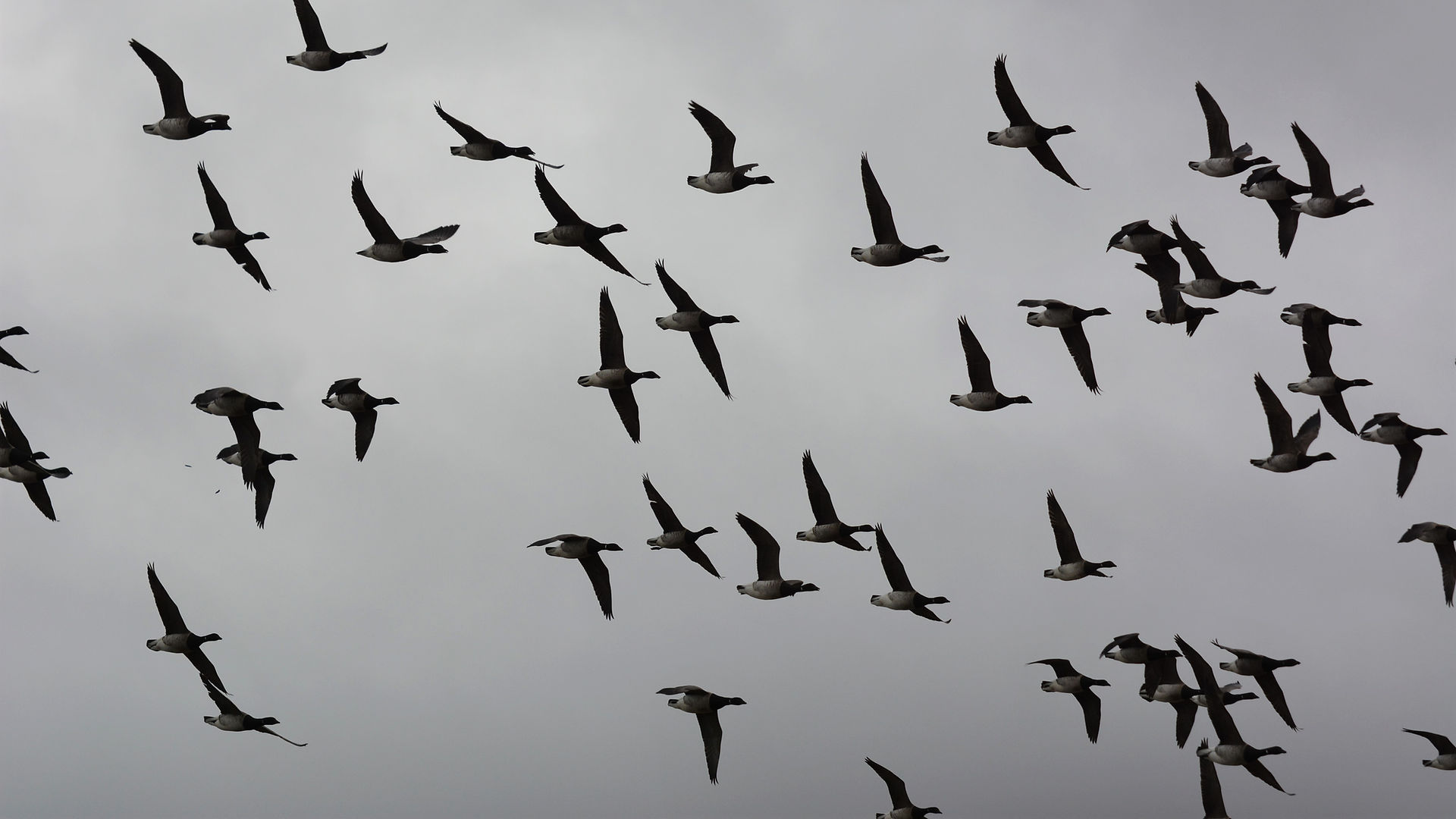 Flock of Brent Geese flying in the sky 
