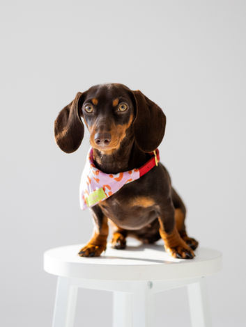 Dackelhündin Greta mit einen Durchzieh-Hundehalstuch für das Halsband inLeo-Optik von clagre.