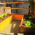 Our garden
