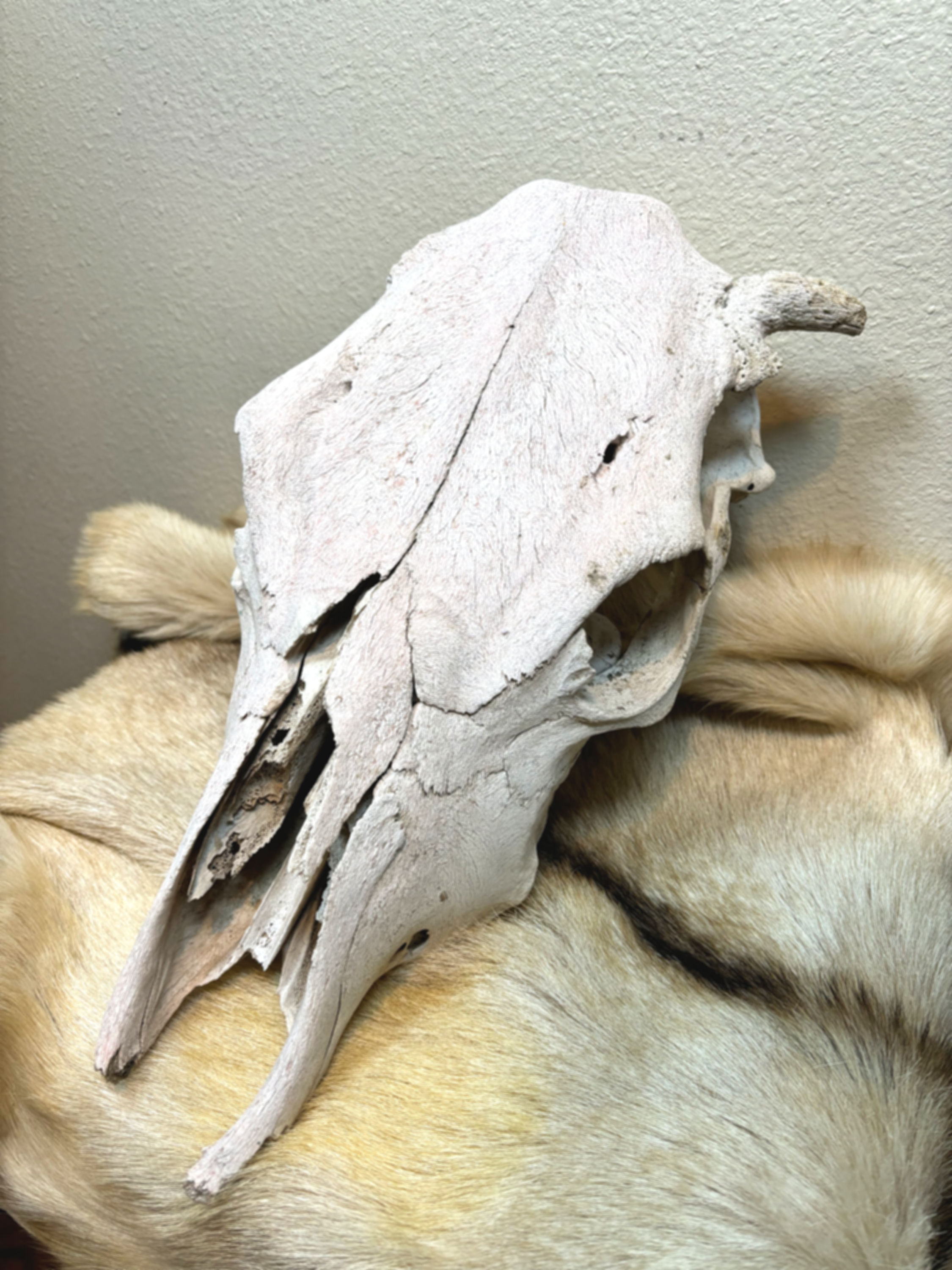 Steer Skull