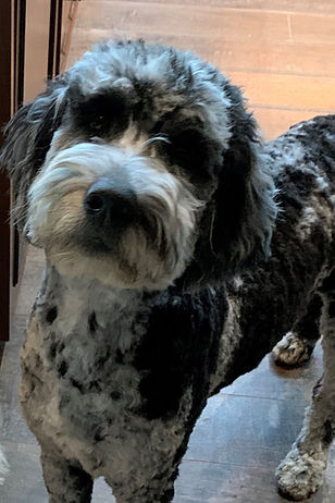 Mowie & Nilla- F1 standard Goldendoodle sisters_edited.jpg