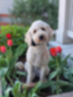 Daisy - F1b mini medium