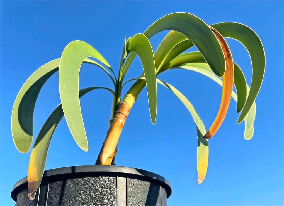 yellow wors_edited.jpg