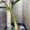 Thumbnail: Plant#11