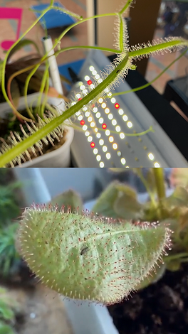 Screenshot 2026-02-10 at 12.17.18 PM.png