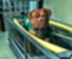 Hidroterapia para cães