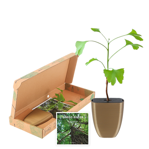 Ginkgo-Biloba-package-flyer.png