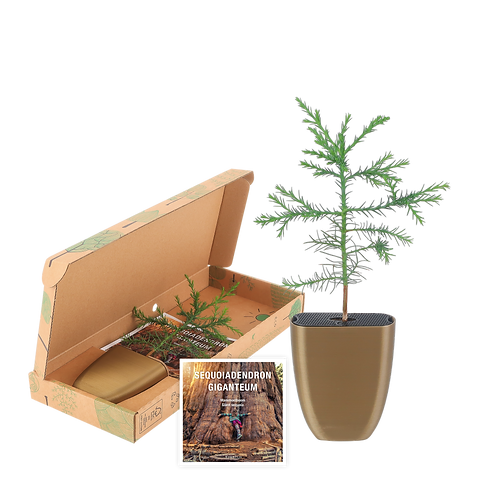 Giant-package-flyer.png