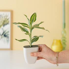 potted spider plants Spider Plant main image 0