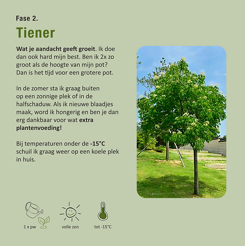 Bijenboom_tiener.png