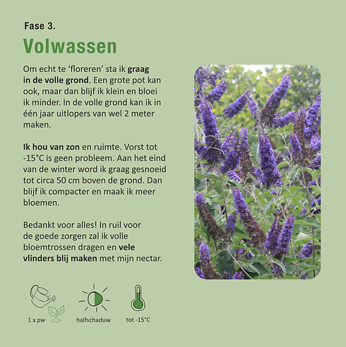 Buddleja_tiener.png