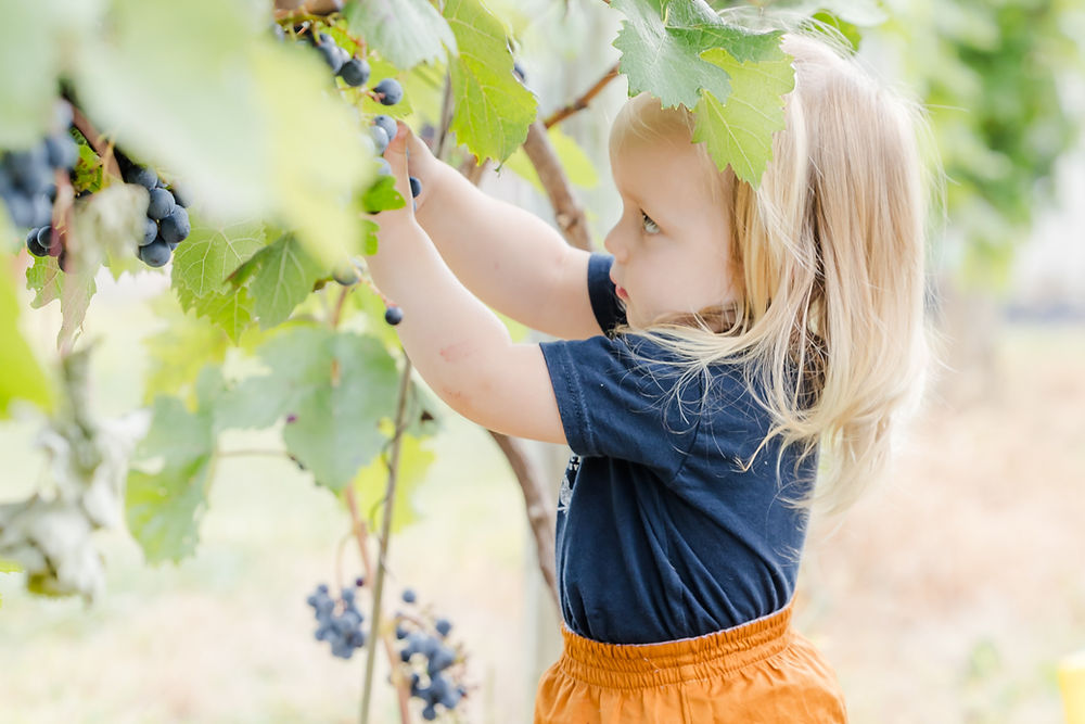 Little girl picking grapes at a winery in Ashville Ohio