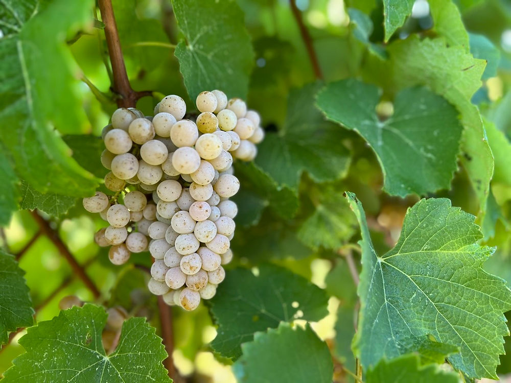 White wine grapes on a vine at a winery Ashville Ohio