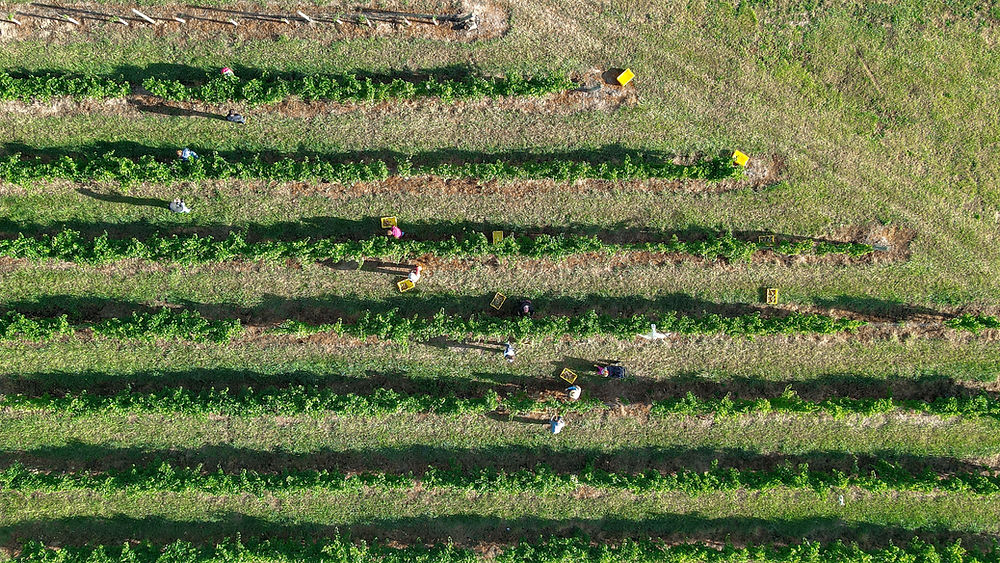 Aerial view of grape harvest at a winery in Ashville Ohio.