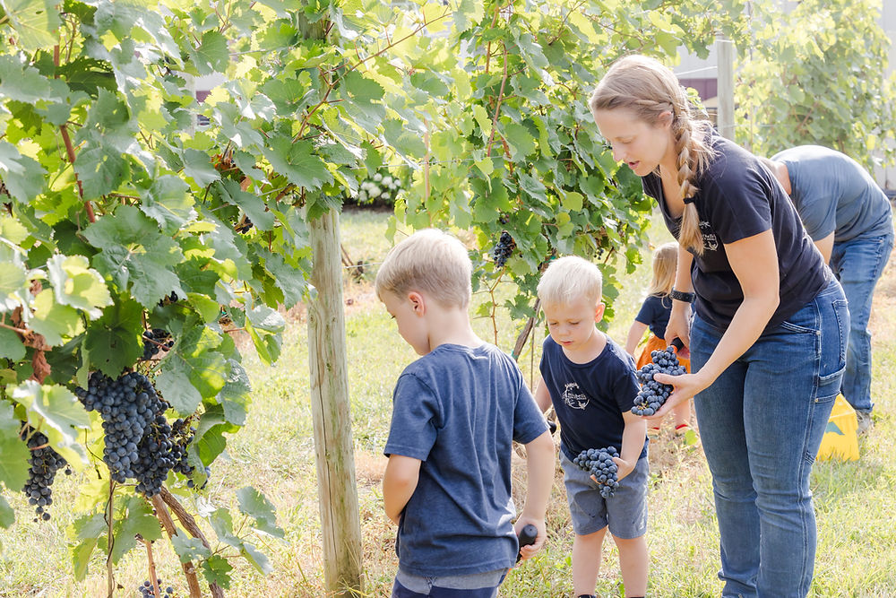 Children picking grapes at a winery in Ashville, Ohio.