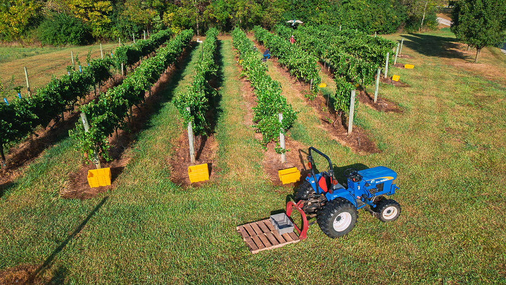 Grapevine rows and a blue tractor at a winery Ashville Ohio.
