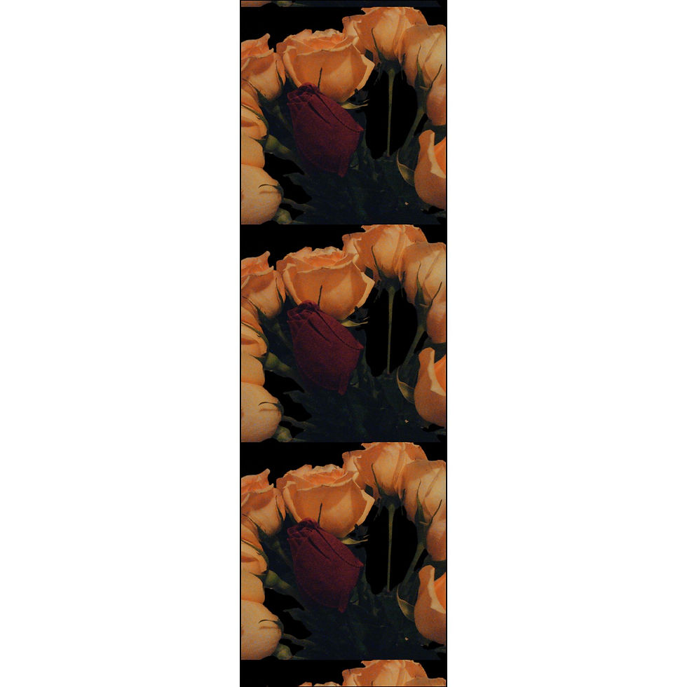 Thumbnail: Earth Angels Collection History 02 Fabric (Combed Cotton Prima)