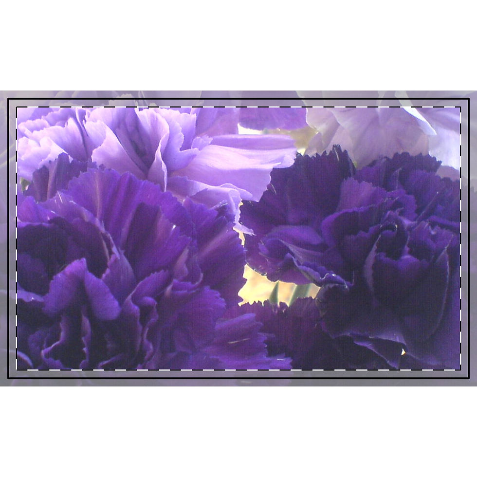 Thumbnail: Earth Angels Collection History 01 Fabric (Combed Cotton Prima)