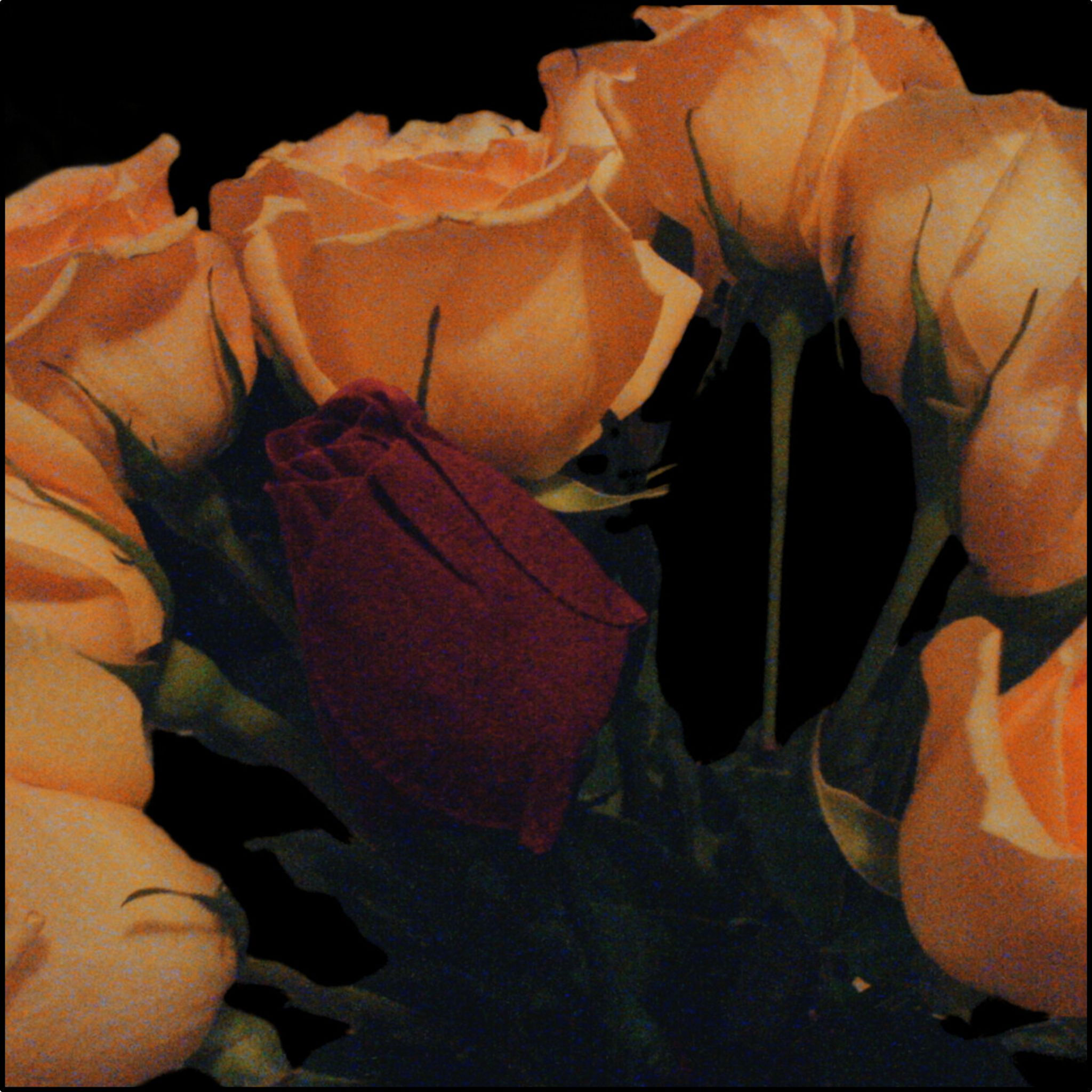 Earth Angels Collection History 02 Fabric (Combed Cotton Prima)