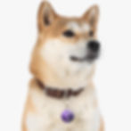 Thumbnail: Earth Angels Collection History 01 Pet Tag