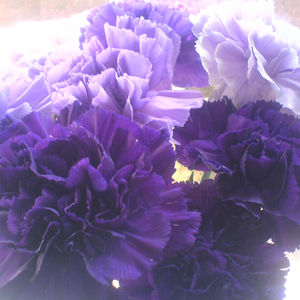 Earth Angels Collection History