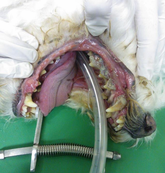 Odontologia | caocarinhobh