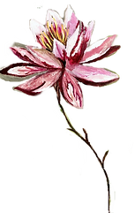 IMG_5858_edited.png