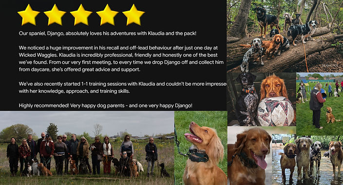 Djano Review canva.jpg