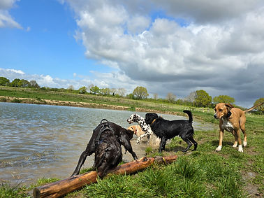 Dog Walking by the lake