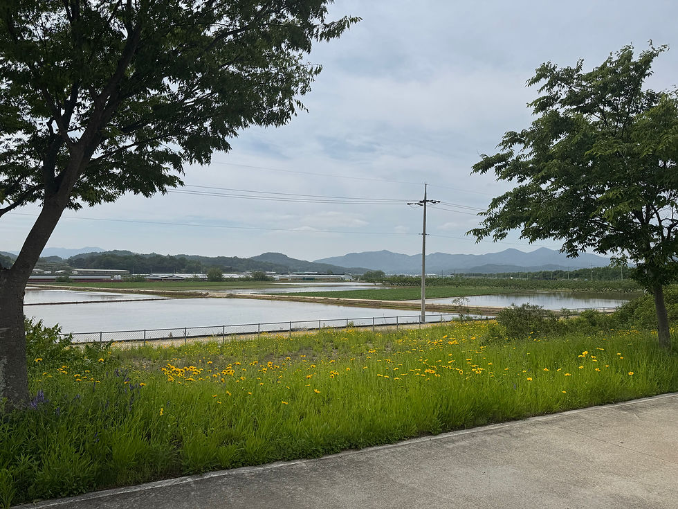 Peaceful rural landscape with rice paddies and blooming wildflowers.