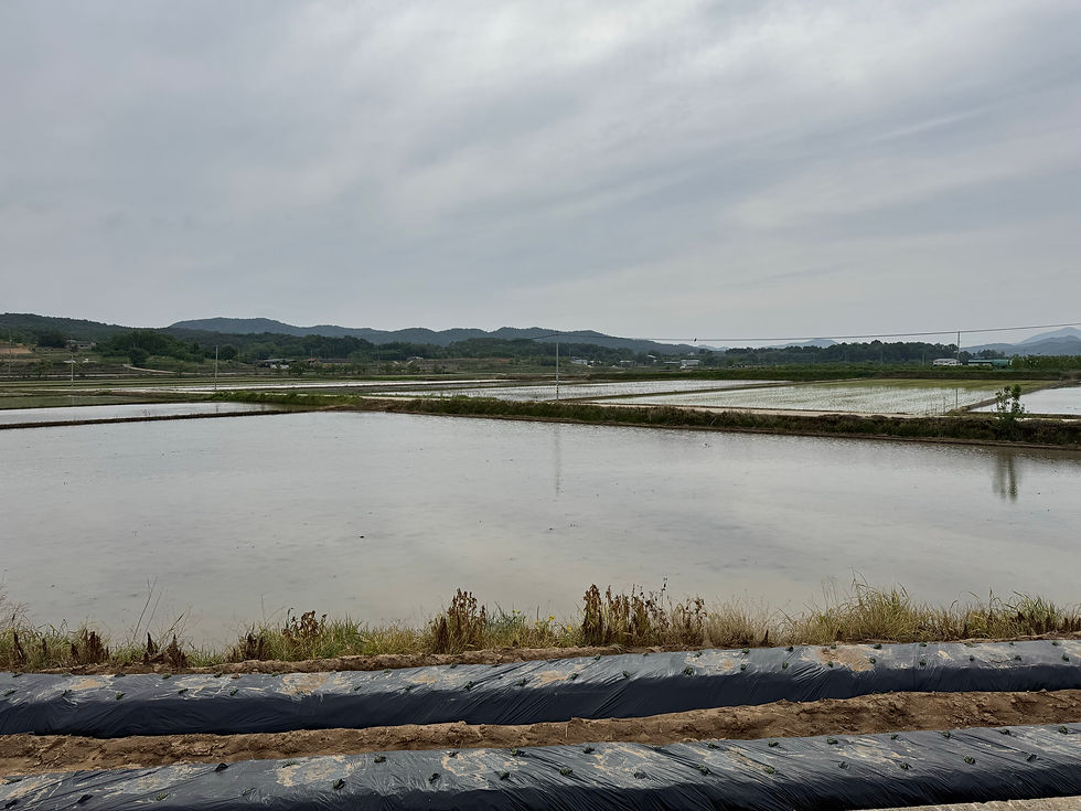 Expansive rice paddies reflect a tranquil, overcast sky.