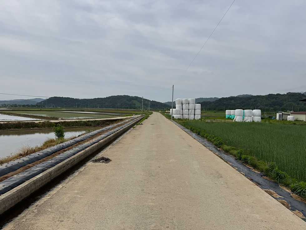 Quiet rural road flanked by rice fields and stacks of hay bales under a cloudy sky.