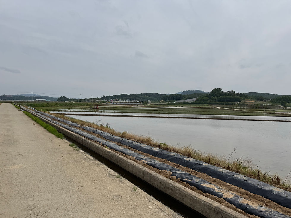 Tranquil rice paddies stretch under a cloudy sky.