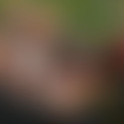 Đầu Năm Dê Nói Chuyện Cướp