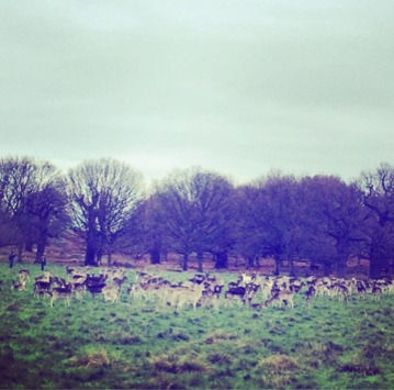 Richmond Park in London. London's best parks. Royal Parks London