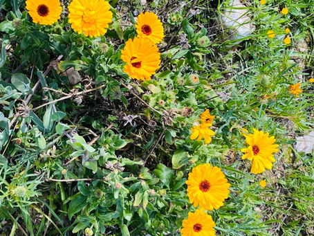 10 years at Sira Alternative Medicine and fresh home made Calendula oil available at the clinic