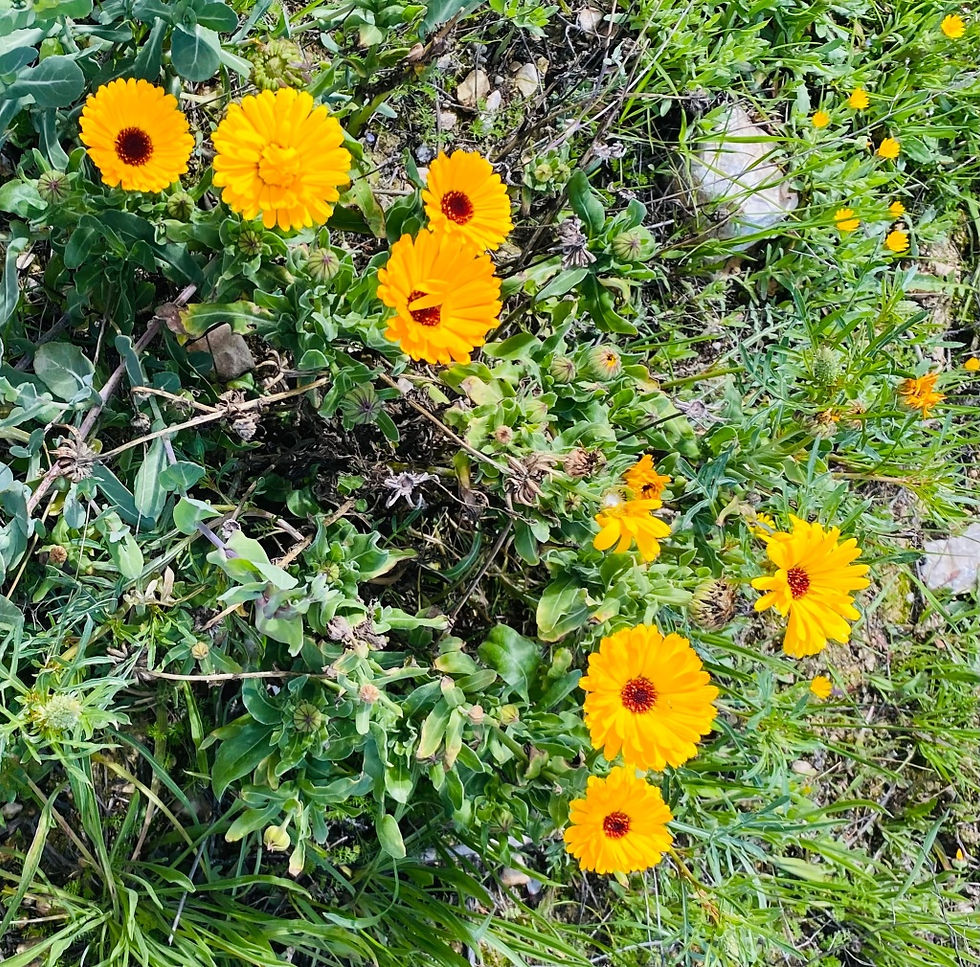 10 years at Sira Alternative Medicine and fresh home made Calendula oil available at the clinic