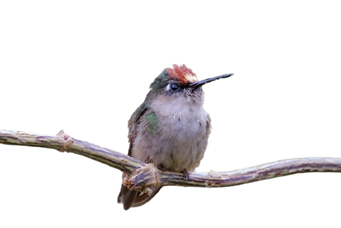 COLIBRÍ CRONO DE RIGO