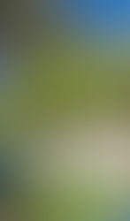 "Fresh Red, cool Summer" | Cabrio -Cabernet Franc IGT Toscana 2024