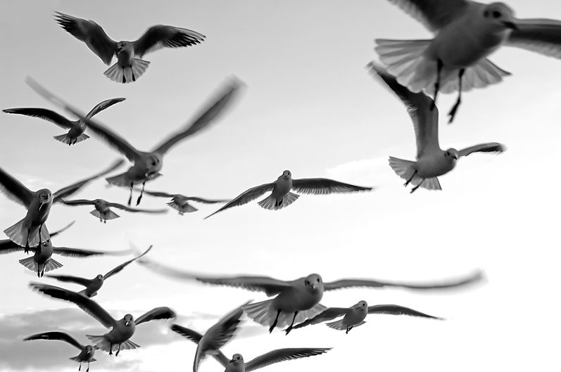 Seagulls_edited.jpg