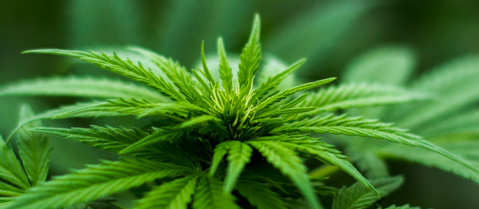 Are You Allowed to Visit Weed Farm Tour Montego Bay and Smoke in Jamaica: